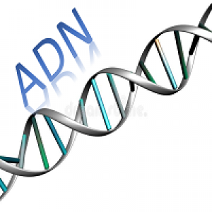 MT4-Adn MT5 Indicator