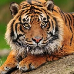 MT4-Advance Tiger Scalper