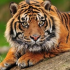 MT4-Advance Tiger Scalper