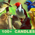 MT4-All Candlesticks Library