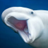 MT4-Beluga MT4-Beluga