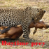 MT4-Daytime prey