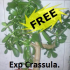 MT5-Exp Crasula free