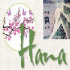 MT4-Hana USDJPY