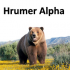 MT4-Hrumer Alpha