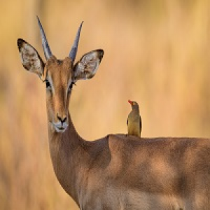 MT4-Impala EA
