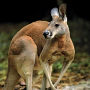 MT4-Kangaroo MT4 EA