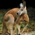MT4-Kangaroo MT4 EA