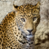 MT4-Leopard MT4 EA