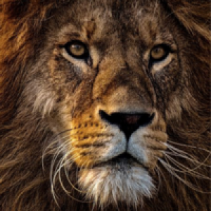 MT4-Lion MT4 EA