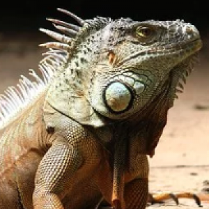MT4-Lizard Scalper Pro