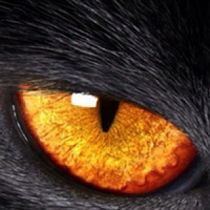 MT4-Night Cat
