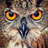 MT4-OwlSafe