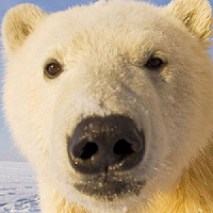 MT4-Polar Bear