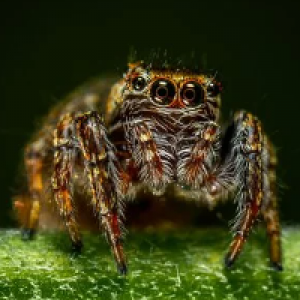 MT4-Spider Crazy Pro