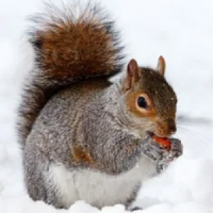 MT4-Squirrel Trader Pro