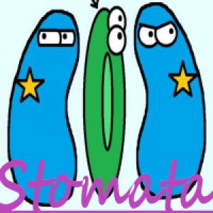 MT4-Stomata