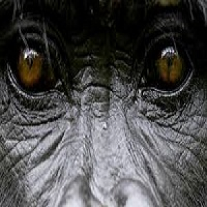 MT4-TheGorillaEA
