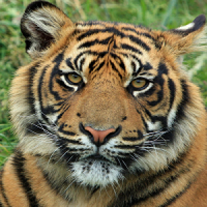 MT4-Tiger EA MT4