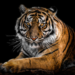MT4-Tiger MT4 EA