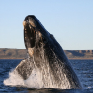 MT4-Whale MT4 EA